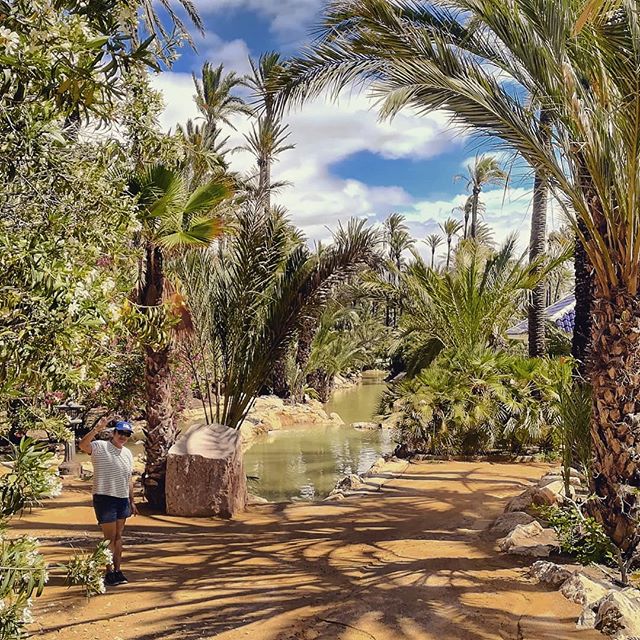 Palmeral park in Alicante