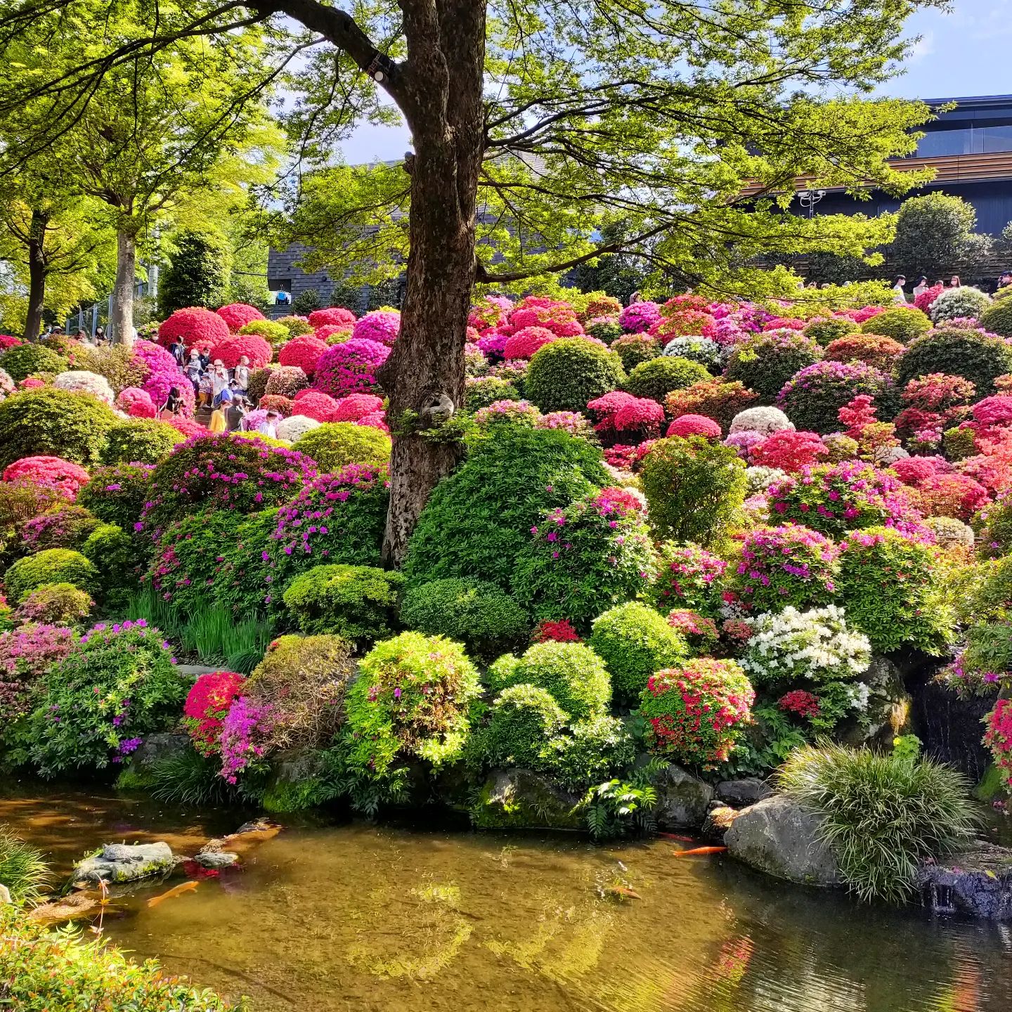 Azaleas en el santuario sintoísta de Nezu