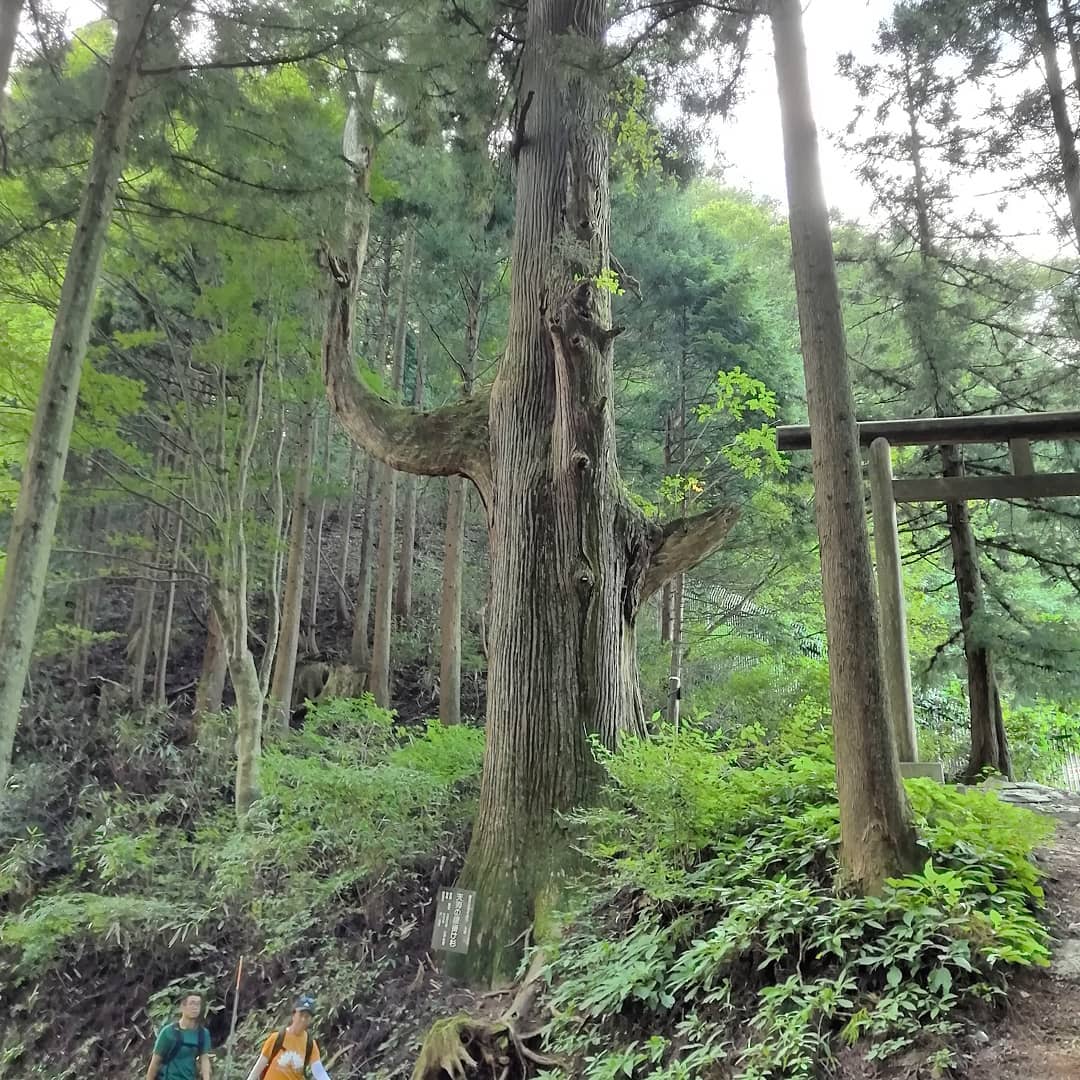 During a walk on Mount Mitake, I came across a very large tree that is considered a power spot