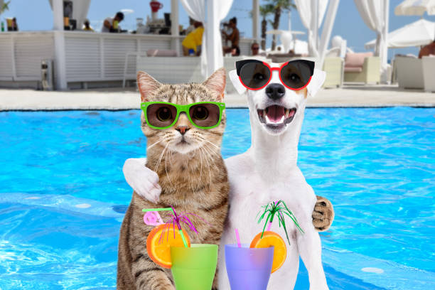 Cat and dog on vacation